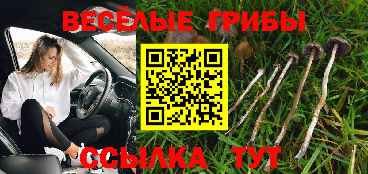 Галлюциногенные грибы Psilocybine cubensis  Псилоцибиновые грибы Psilocybe  купить закладку  Сланцы  Вход с VPN 